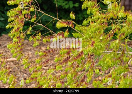 Isatis wächst auf der Wiese. Er wird wegen seiner romantischen Blumen kultiviert. Blumen blühen. Hüttengarten. Stockfoto