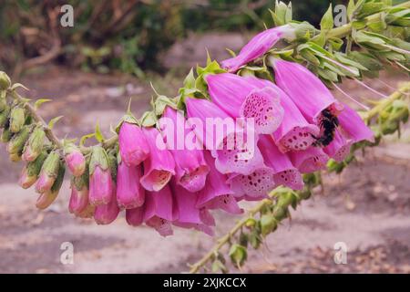 Digitalis wächst in den Bergen. Lila Blumen blühen. Hüttengarten. Er wird wegen seiner auffälligen Blumen angebaut. Stockfoto