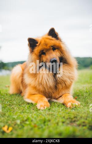 Eurasier Stockfoto