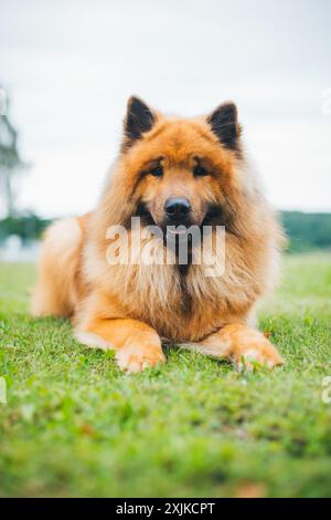 Eurasier Stockfoto