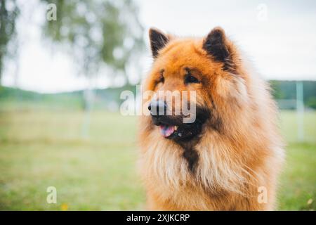 Eurasier Stockfoto