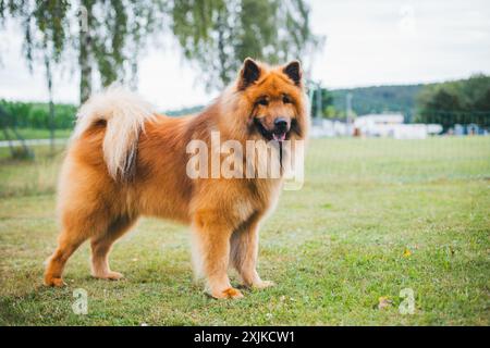 Eurasier Stockfoto