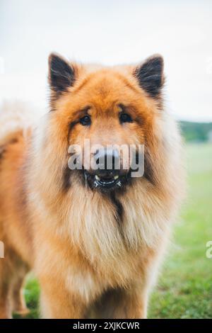 Eurasier Stockfoto