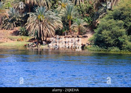 Ziegen zogen am Ufer des Nils vorbei, um zu trinken. Zwischen Luxor und Assuan, Ägypten Stockfoto