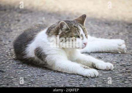 London, 19. Juli 2024. Larry the Cat, Häuptling der Downing Street Mouser, nutzt seinen Moment im Rampenlicht, indem er auf dem roten Teppich stolpert und sich mitten auf der Straße sonnt. Er fährt heute Morgen während des Besuchs von Wolodymyr Zelenskyj, Präsident der Ukraine, immer wieder ein und aus der Nr. 10. Quelle: Imageplotter/Alamy Live News Stockfoto