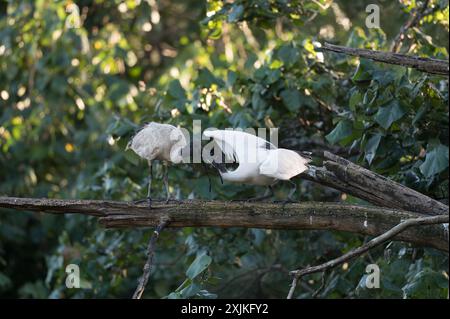 Die letzte Fütterungssitzung eines jungen White Ibis und seiner Mutter, bevor es sich für den Abend niederließ. Stockfoto