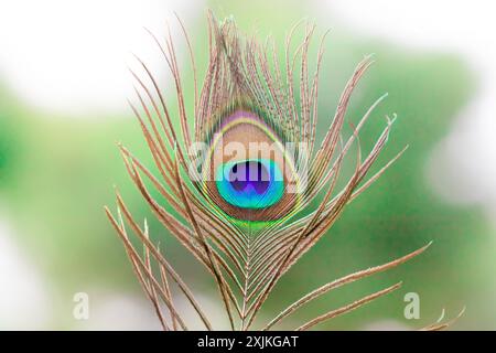 Detaillierte Nahaufnahme einer farbenfrohen Pfauenfeder mit einem komplizierten Muster vor einem weichen, unscharfen grünen Hintergrund. Stockfoto