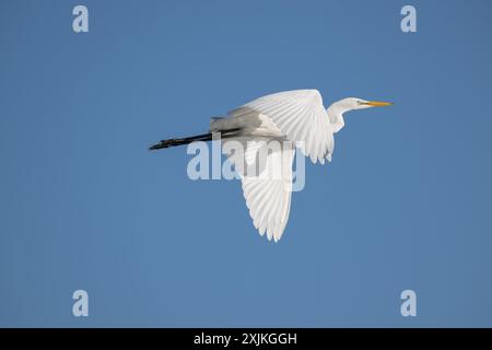 Ein einsamer Weißreiher mit ausgestreckten Flügeln fliegt durch einen klaren blauen Himmel und landet auf den Feuchtgebieten von St. Lawrence. Stockfoto