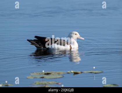 Eine Radjah-Schutzente schwimmt an einem Sumpfwasserloch entlang und durchsucht die Ufer kontinuierlich nach möglichen Bedrohungen für ihre Niststelle. Stockfoto