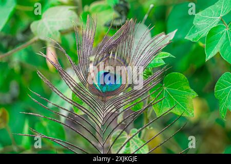 Lebendige Pfauenfedern in einer Umgebung im Freien, umgeben von üppig grünen Blättern, die die Schönheit und Komplexität der Natur zum Ausdruck bringen. Stockfoto