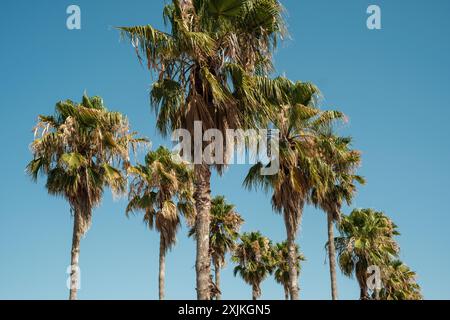 Zwei Palmenreihen unter blauem Himmel Stockfoto