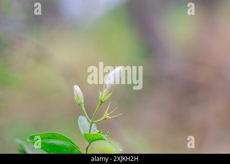 Eine detaillierte Nahaufnahme von blühenden weißen Jasminblüten auf einer grünen Pflanze mit weichem Hintergrund, die das Wesen der Natur und neue Anfänge einfängt Stockfoto