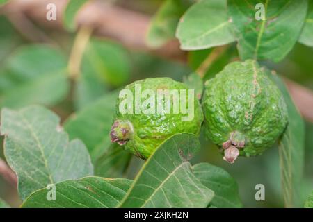 Nahaufnahme von zwei grünen Guave-Früchten, die an einem Baumzweig hängen, umgeben von grünen Blättern in einer natürlichen Umgebung. Stockfoto