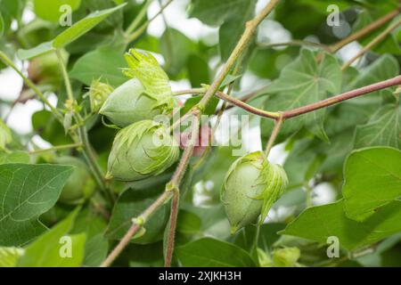 Nahaufnahme einer Baumwollpflanze mit grünen Baumwollbollen, die zwischen üppigen Blättern in einem Garten wachsen. Stockfoto