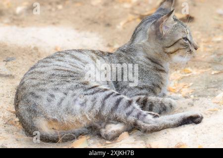 Eine entspannte Tabbykatze liegt auf dem Boden, umgeben von gefallenen Blättern in einer Umgebung im Freien, die eine friedliche Atmosphäre schafft. Stockfoto