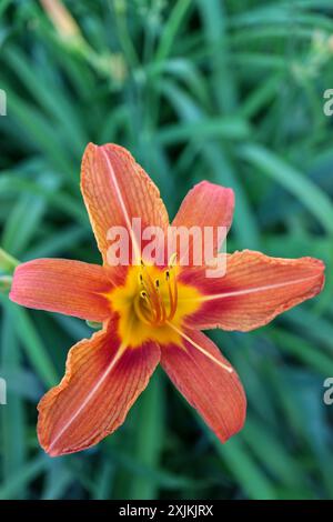 Orange Taglilie mit zarten Blütenblättern und langen Staubblättern, Hemerocallis Fulva, Taglilie im Garten vertikal, Blumenkopf Makro, Schönheit in der Natur, blumig Stockfoto