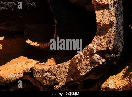 Portugal, Algarve. Kürzlich geerntete Korkeiche Rinde trocknet bei Sonnenschein unter einer Korkeiche - Quercus suber. (Unverarbeiteter Kork) nachhaltige Ressource. Stockfoto