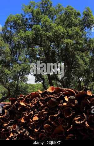 Portugal, Algarve. Kürzlich geerntete Korkeiche Rinde trocknet bei Sonnenschein unter einer Korkeiche - Quercus suber. (Unverarbeiteter Kork) nachhaltige Ressource. Stockfoto