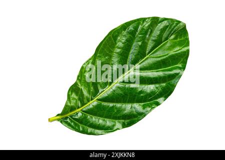 Blick von oben, flache Lage von einzelnen grünen Great morinda, Tahiti Noni, indische Maulbeere, Strand Maulbeerblatt isoliert auf weißem Hintergrund mit Schneidepfad. Stockfoto