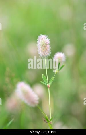 Rabbitfussklee (Trifolium arvense), blühend auf einer Wildwiese, Naturschutzgebiet Wahner Heide, Bergische Heideterrasse, Deutschland Stockfoto