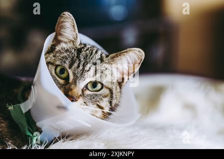 Junge kranke Tabbykatze mit Kragen - tierärztliche Betreuung bei Katzen Stockfoto