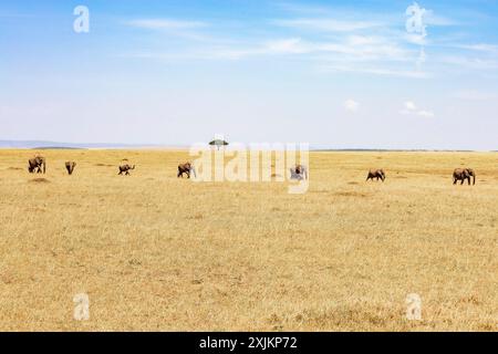 Herde afrikanischer Elefanten (Loxodonta africana), die in einer Reihe in der Savanne in Afrika mit einem einzigen Baum am Horizont, Maasai Mara National, spazieren Stockfoto