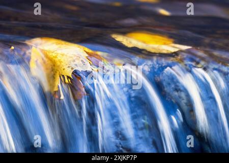 Herbstfarbenes Ahornblatt, das in einem Bach zu einem kleinen Wasserfall schwimmt Stockfoto