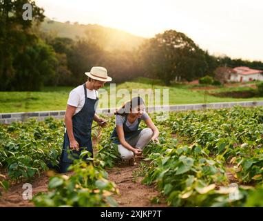 Natur, Paare und Landwirtschaft zusammen, Tablet und Liebe für Nachhaltigkeit, Frau und Mann am Morgen. Arbeiten, Ernten und Wachstum von Erntegemüse Stockfoto