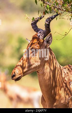 Porträt bei einem Hartebeest (Alcelaphus buselaphus) mit großen Hörnern in Afrika, Maasai Mara National Reserve, Kenia Stockfoto