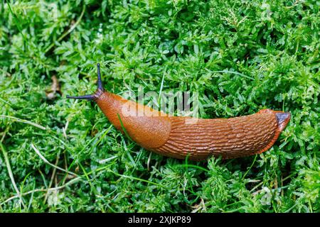 Rote Schnecke (Arion rufus), Deutschland Stockfoto