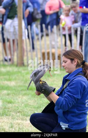 Gefangener gezüchteter Peregrine Falke und eine Falknerin. Stockfoto