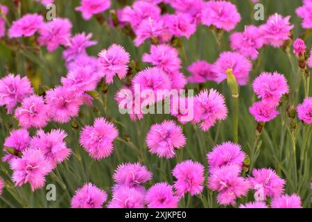 Wunderschöne rosa Nelkenblume wächst im Blumenbeet Stockfoto