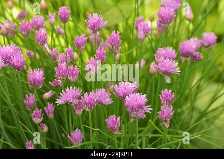 Wunderschöne rosa Nelkenblume wächst im Blumenbeet Stockfoto