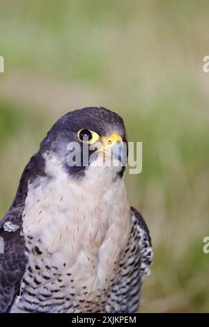 Wanderfalke (Falco Peregrinus). Stockfoto