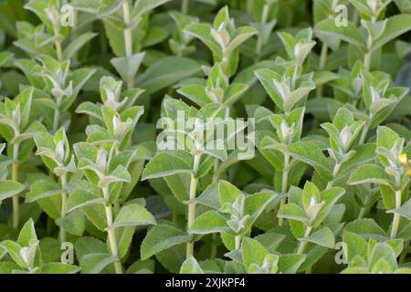 Junge nicht blühende Minzsprossen im Garten Stockfoto