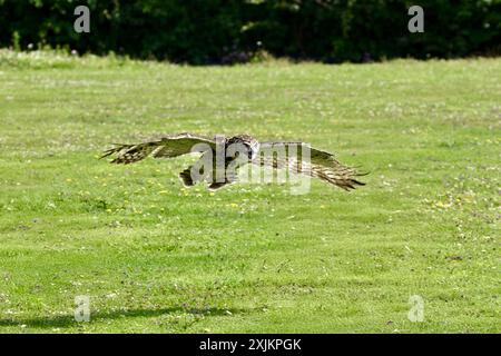 In Gefangenschaft gezüchtete eurasische Uhu (Bubo bubo), die tief über ein Feld in der englischen Landschaft fliegt. Stockfoto