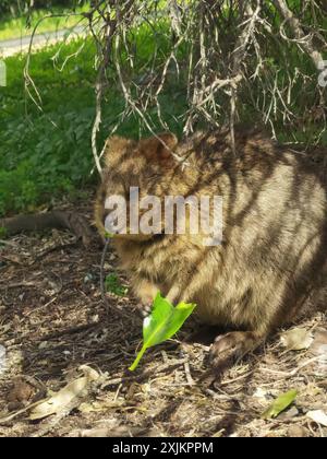 Capture Magic: Die lächelnden Momente von Quokkas Stockfoto