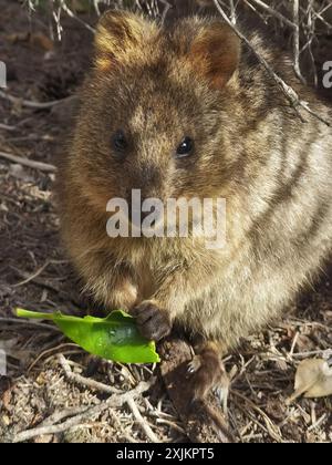 Capture Magic: Die lächelnden Momente von Quokkas Stockfoto