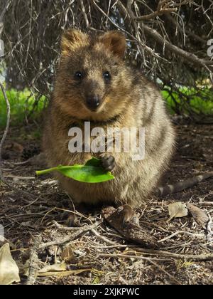 Capture Magic: Die lächelnden Momente von Quokkas Stockfoto