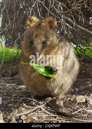 Capture Magic: Die lächelnden Momente von Quokkas Stockfoto