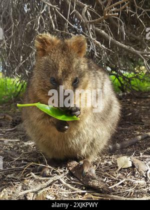 Capture Magic: Die lächelnden Momente von Quokkas Stockfoto