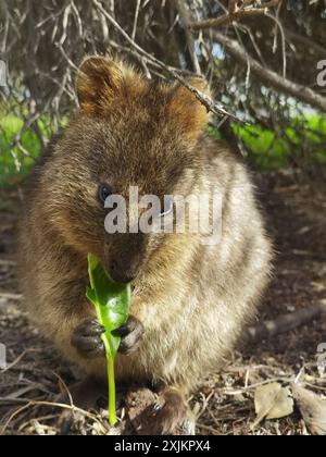 Capture Magic: Die lächelnden Momente von Quokkas Stockfoto