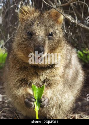 Capture Magic: Die lächelnden Momente von Quokkas Stockfoto