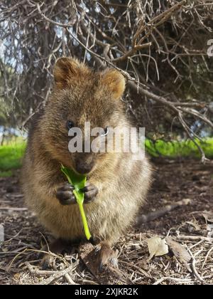 Capture Magic: Die lächelnden Momente von Quokkas Stockfoto