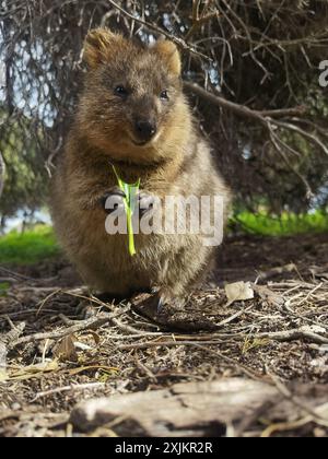 Capture Magic: Die lächelnden Momente von Quokkas Stockfoto