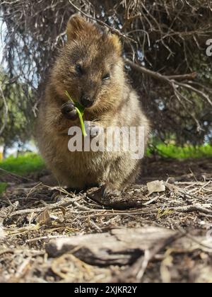 Capture Magic: Die lächelnden Momente von Quokkas Stockfoto