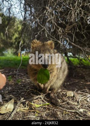 Capture Magic: Die lächelnden Momente von Quokkas Stockfoto