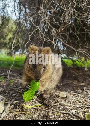 Capture Magic: Die lächelnden Momente von Quokkas Stockfoto