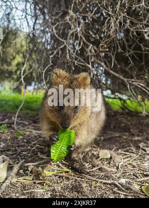 Capture Magic: Die lächelnden Momente von Quokkas Stockfoto