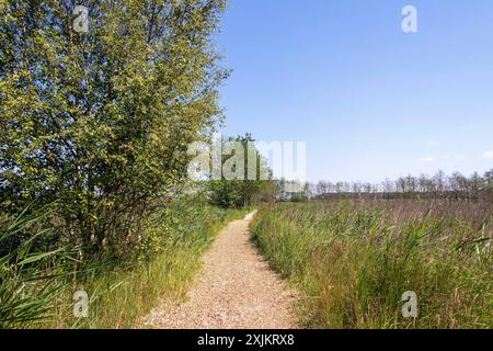 Rundwanderweg, Bäume, Gras, Darsser Ort, geb. a. Darss, Mecklenburg-Vorpommern, Deutschland Stockfoto